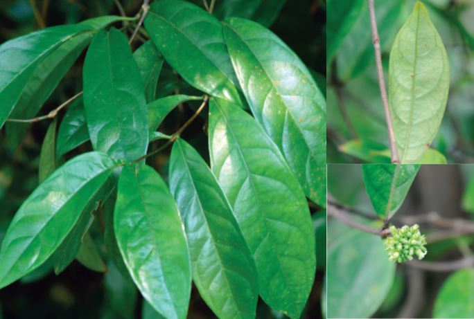 Morinda officinalis